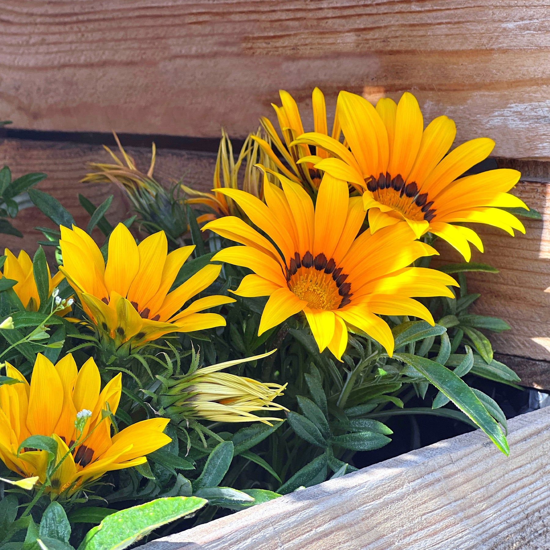 Balkon- en terrasbloemen - Gazania Suncarpet® - Gazania Suncarpet®