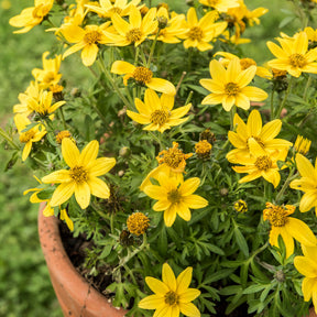 Gele bidens