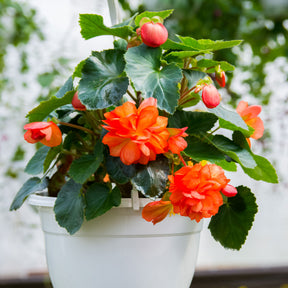 Oranje Knolbegonia - Bégonia orange - Willemse