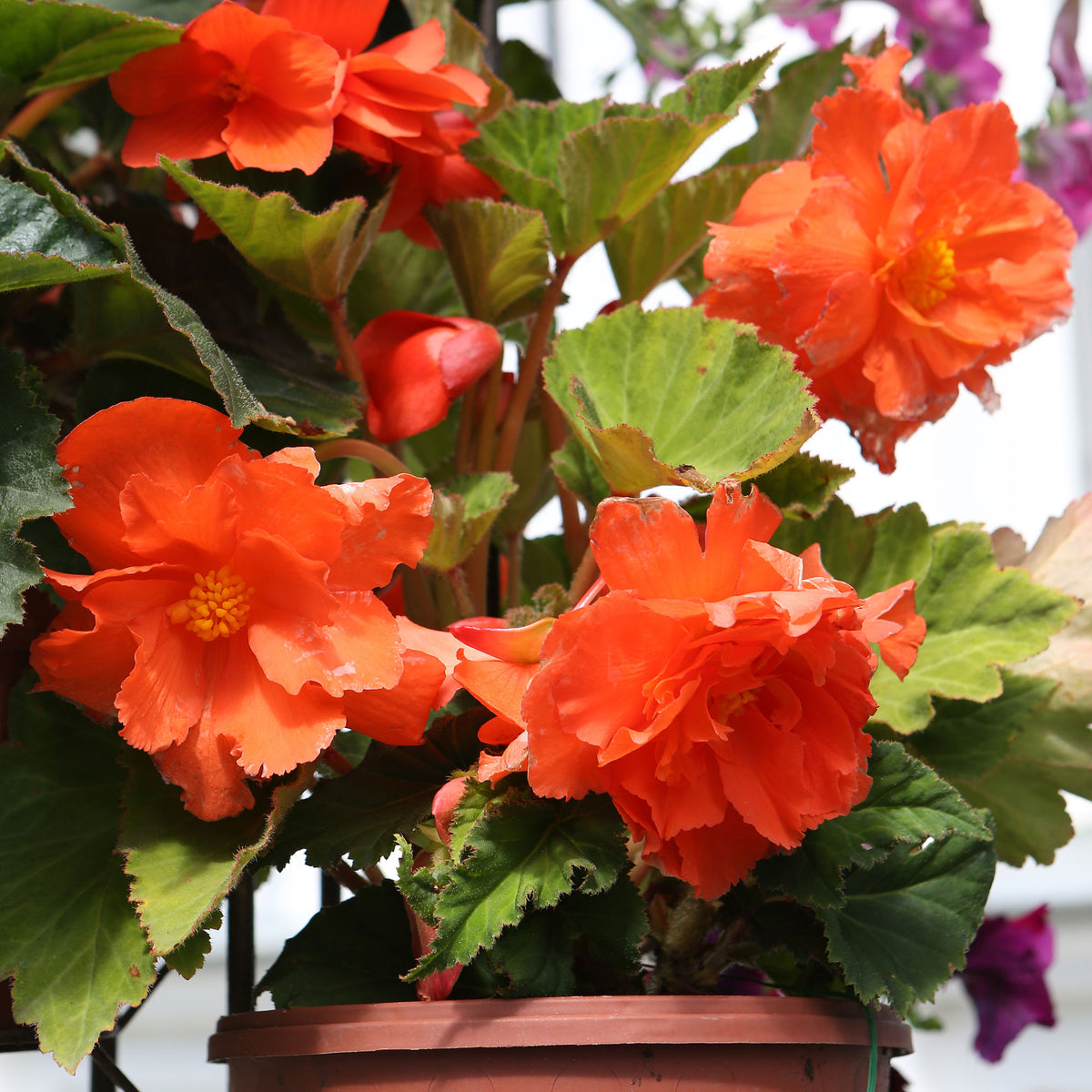 Oranje Knolbegonia - Willemse