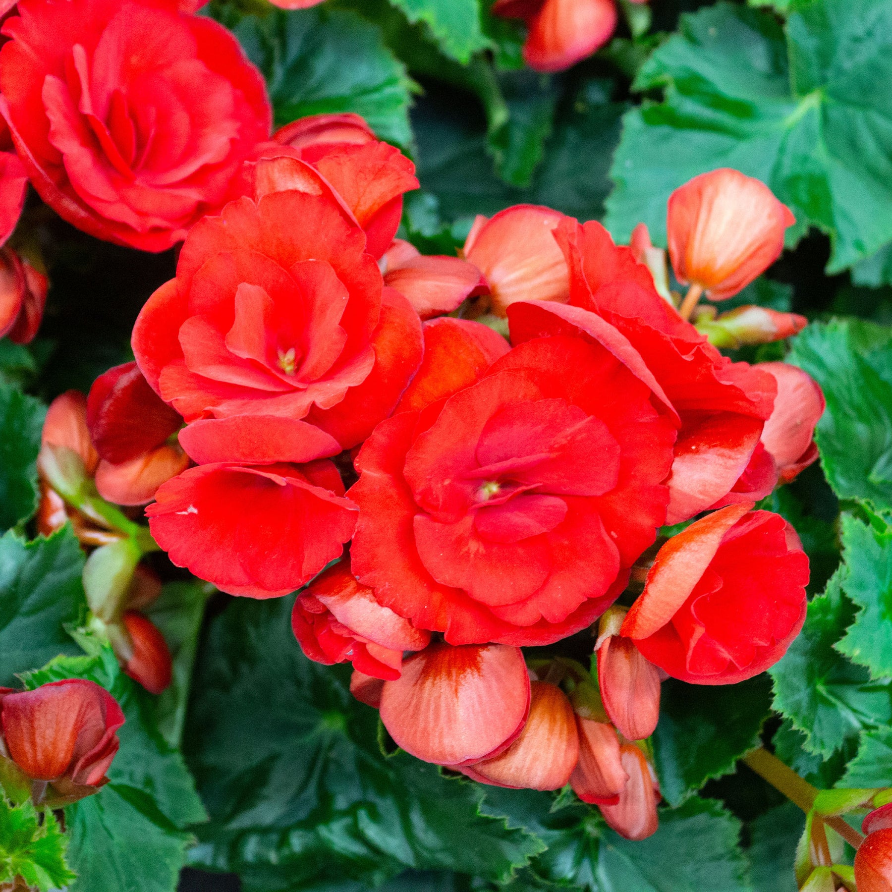 Rode Knolbegonia - Willemse