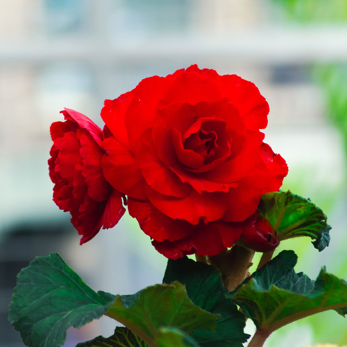 Rode Knolbegonia - Bégonia red - Willemse