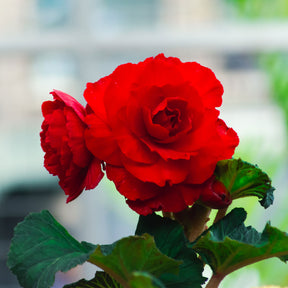 Rode Knolbegonia - Bégonia red - Willemse