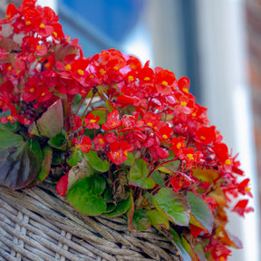 Rode waterbegonia - Willemse