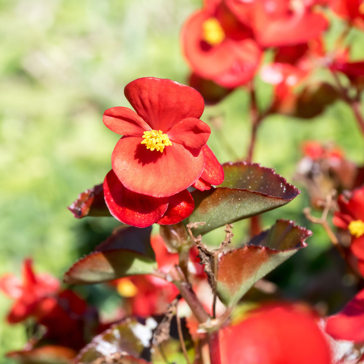 Rode waterbegonia - Bégonia semperflorens red - Willemse