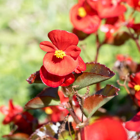 Rode waterbegonia - Bégonia semperflorens red - Willemse