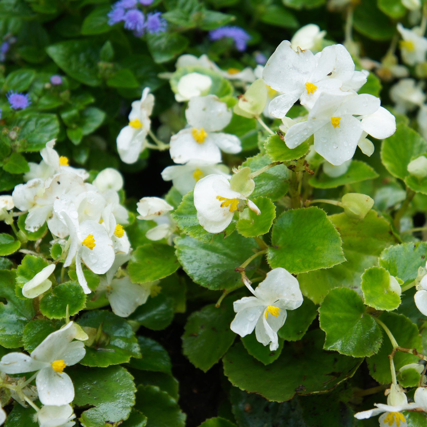 Witte waterbegonia - Willemse