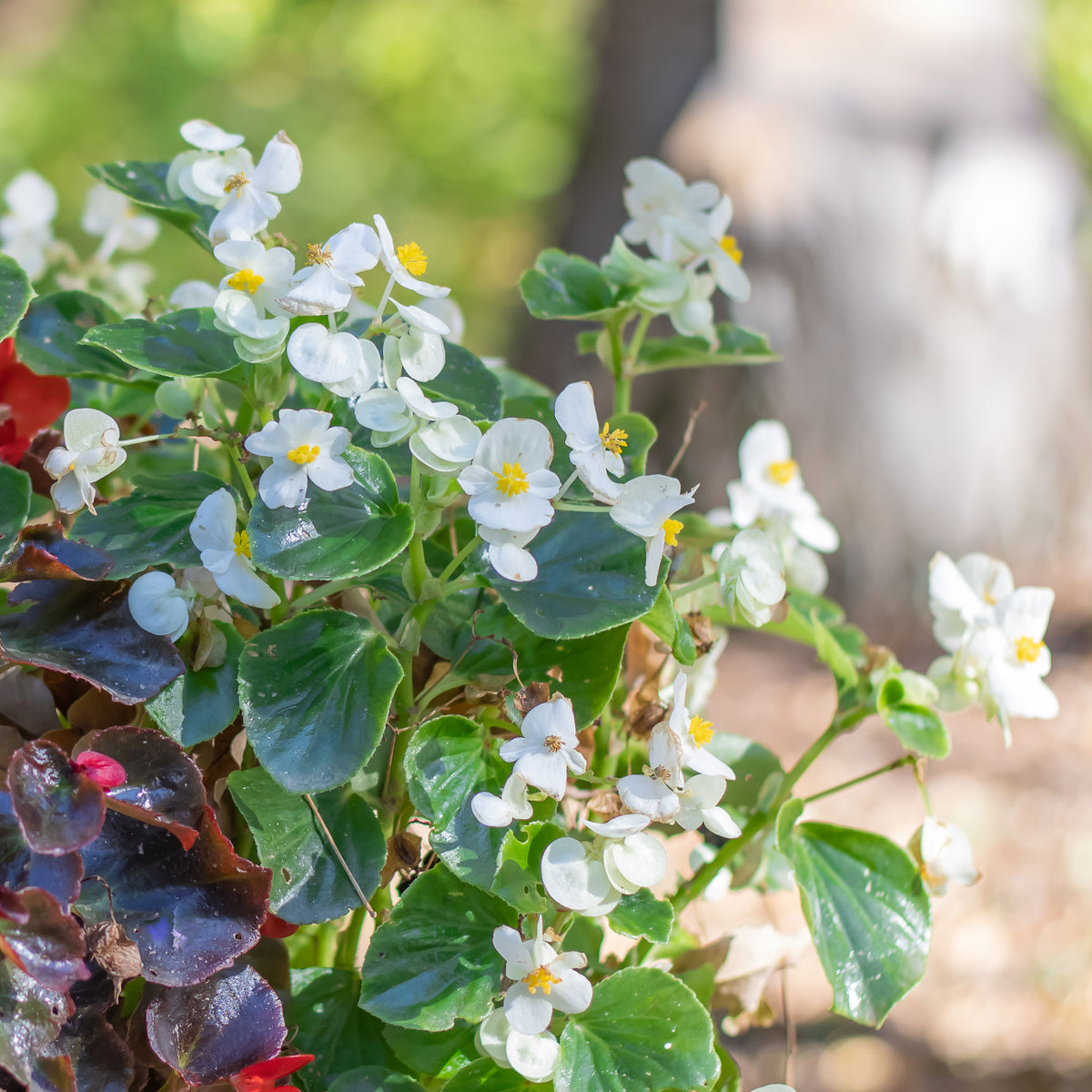 Witte waterbegonia - Bégonia semperflorens white - Willemse