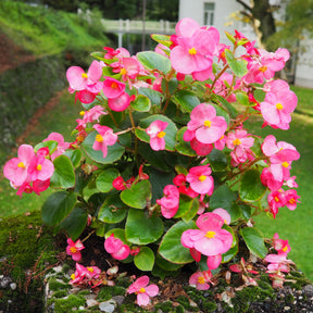 Roze waterbegonia - Willemse