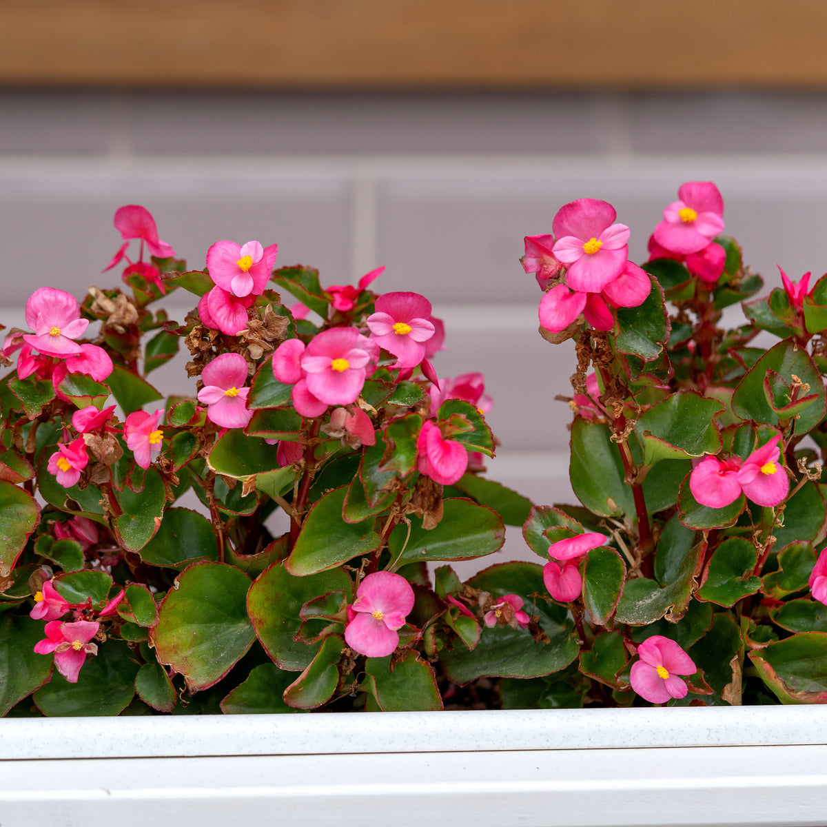 Roze waterbegonia - Bégonia semperflorens pink - Willemse