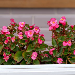 Roze waterbegonia - Bégonia semperflorens pink - Willemse