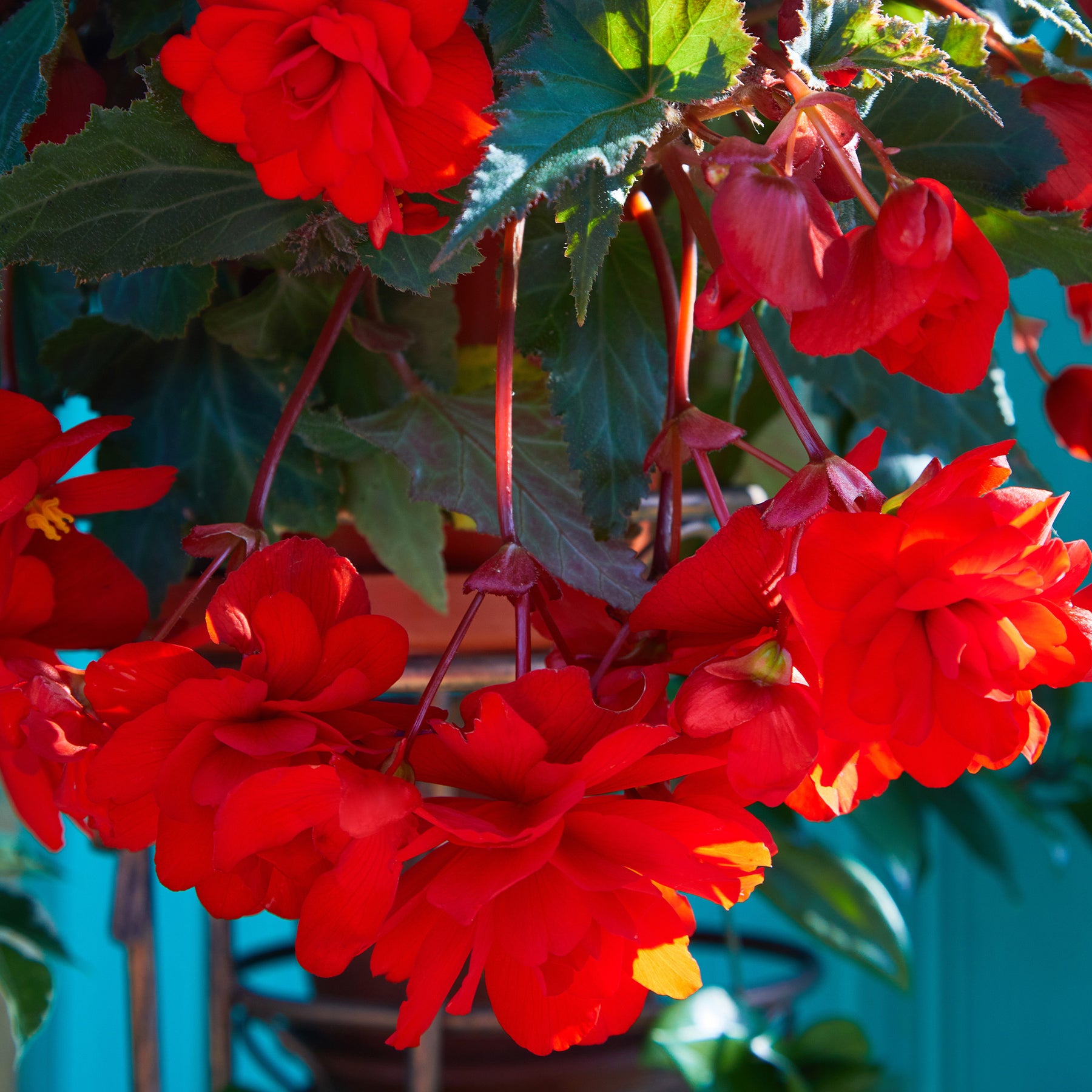 Rode hangbegonia - Willemse