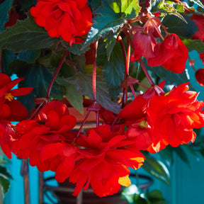 Rode hangbegonia - Willemse