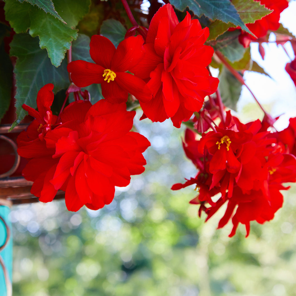 Rode hangbegonia - Bégonia pendula  red - Willemse