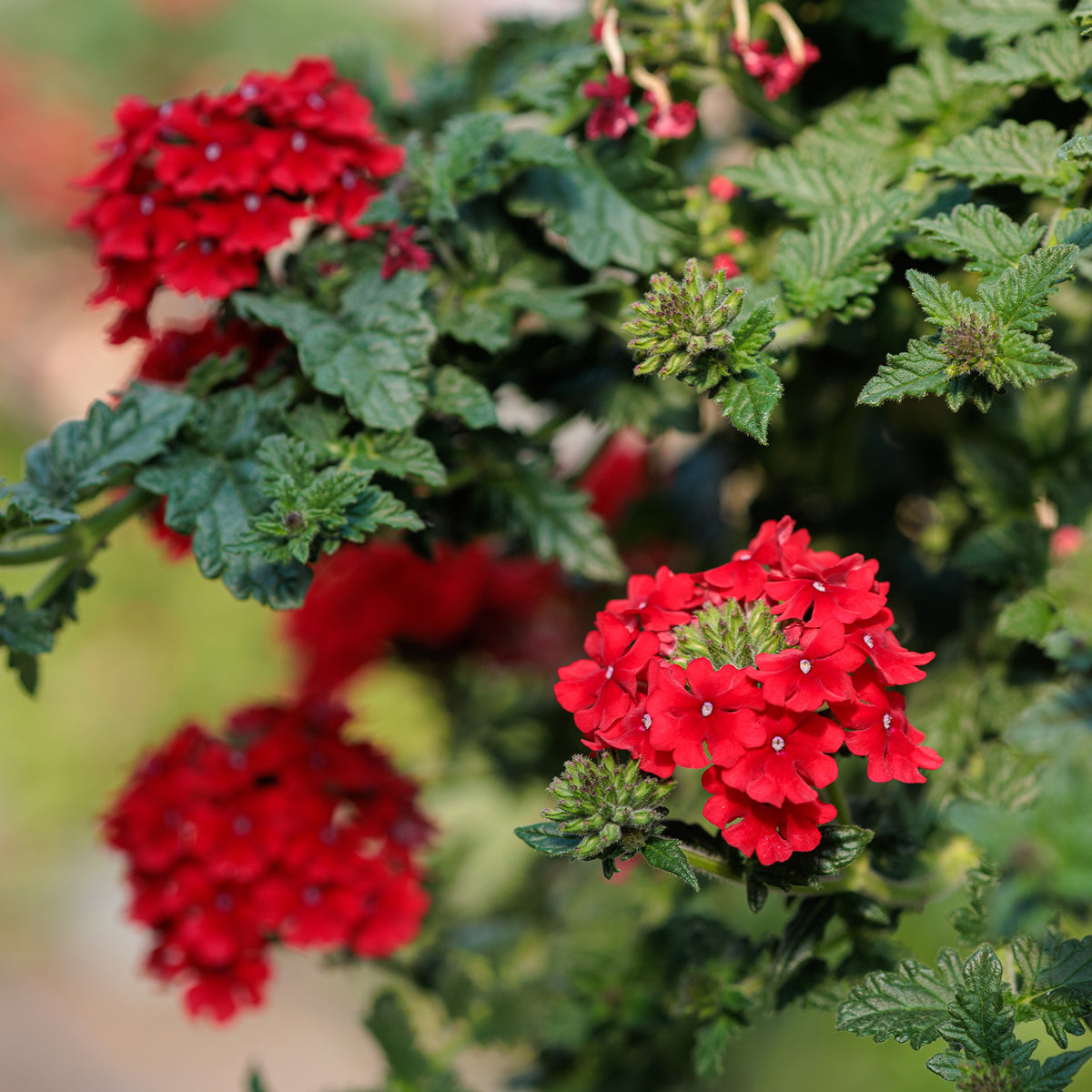 Rode hangende verbena - Ijzerhard - Verbena pendula red - Willemse