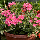 Roze hangende verbena - Ijzerhard - Willemse