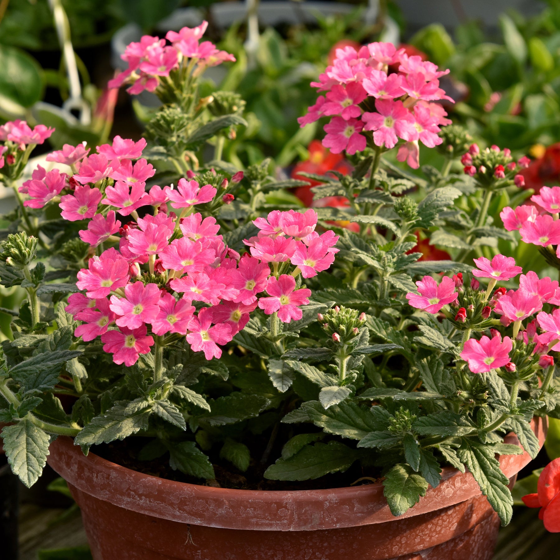 Roze hangende verbena - Ijzerhard - Willemse