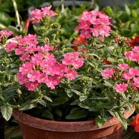 Roze hangende verbena - Ijzerhard - Willemse