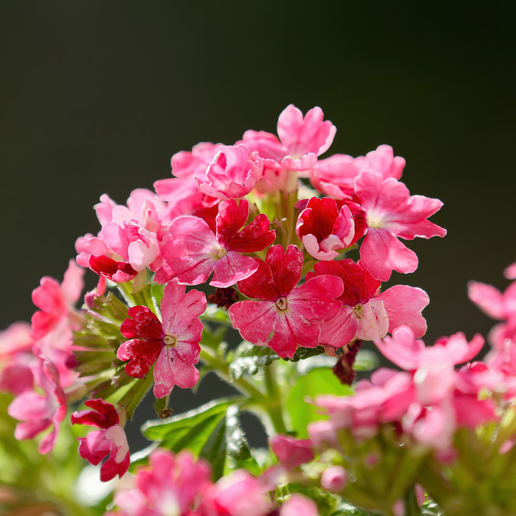 Roze hangende verbena - Ijzerhard - Verbena pendula pink - Willemse