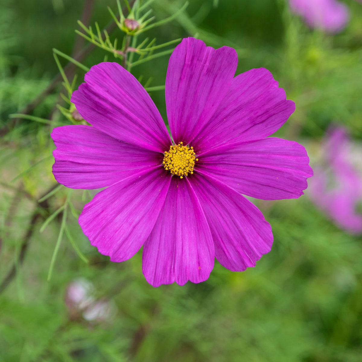 Paarse Cosmos - Willemse