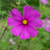 Paarse Cosmos - Willemse