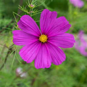 Paarse Cosmos - Willemse