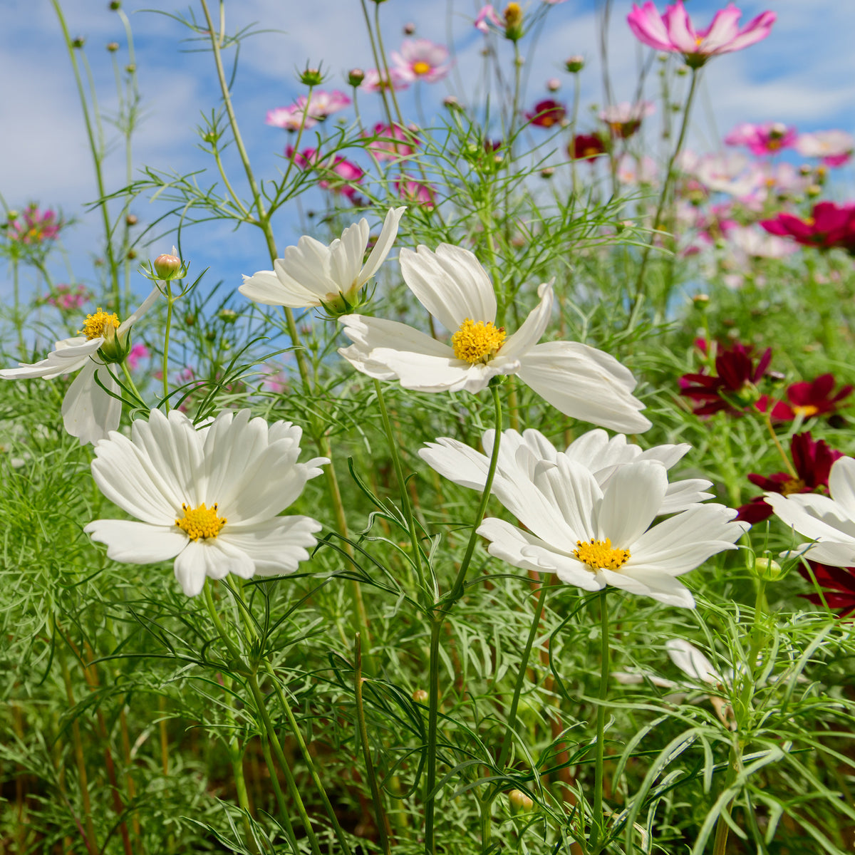 Witte Cosmos - Cosmos white - Willemse