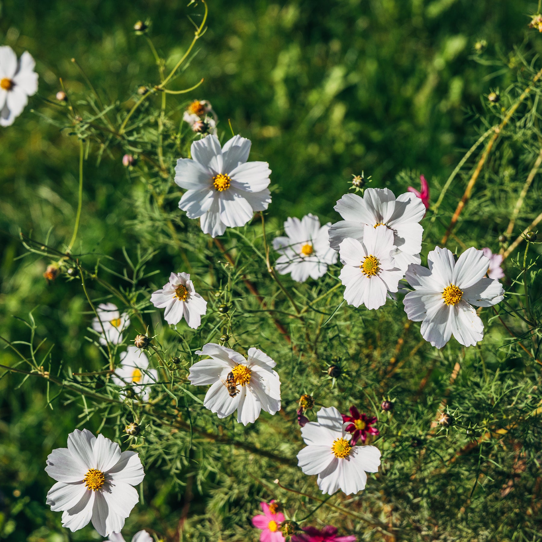 Witte Cosmos - Willemse
