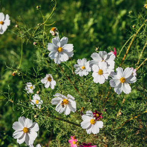 Witte Cosmos - Willemse