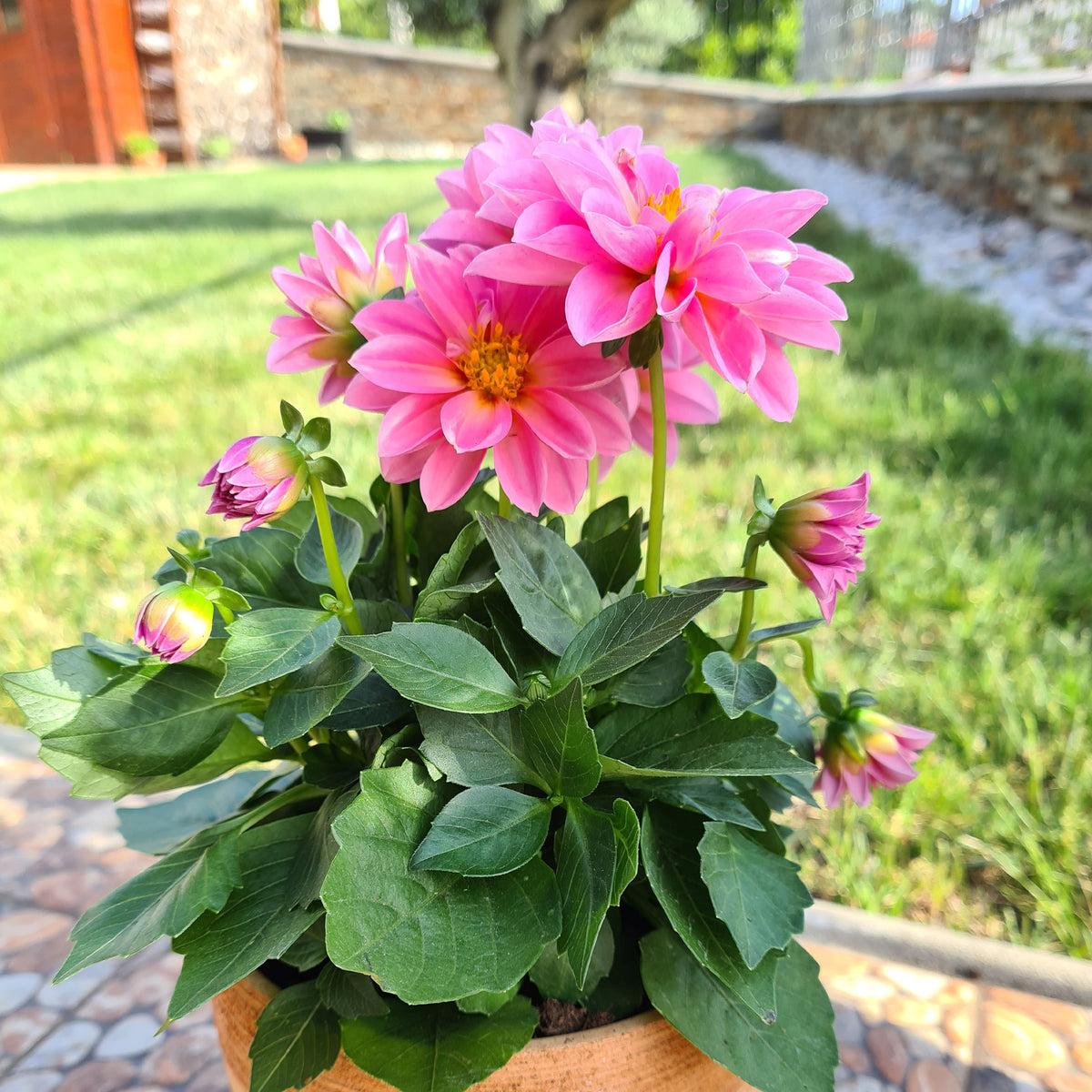 Roze Dahlia - Dahlia pink - Willemse