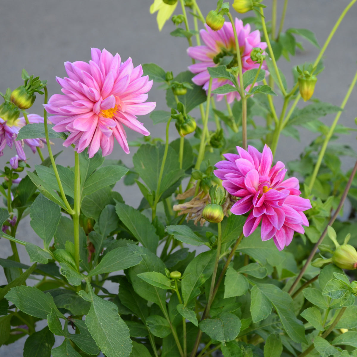 Roze Dahlia - Willemse