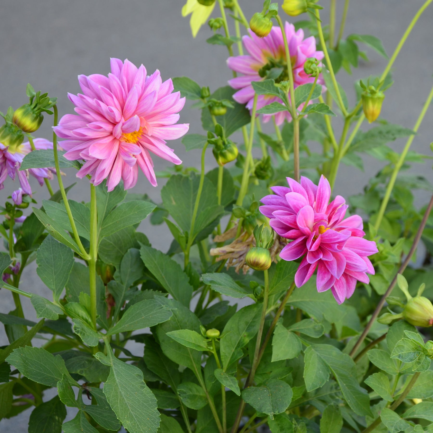 Roze Dahlia - Willemse