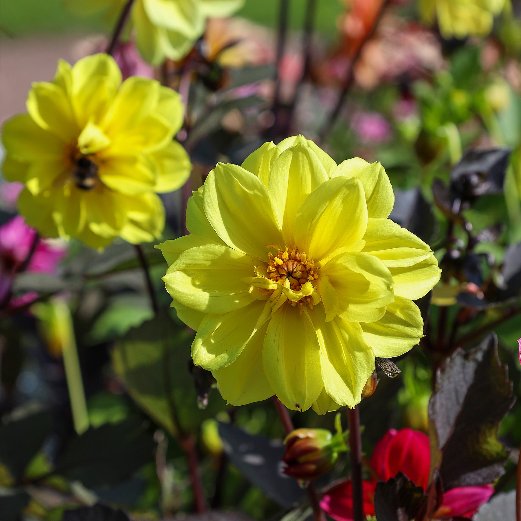 Gele Dahlia - Dahlia yellow - Willemse