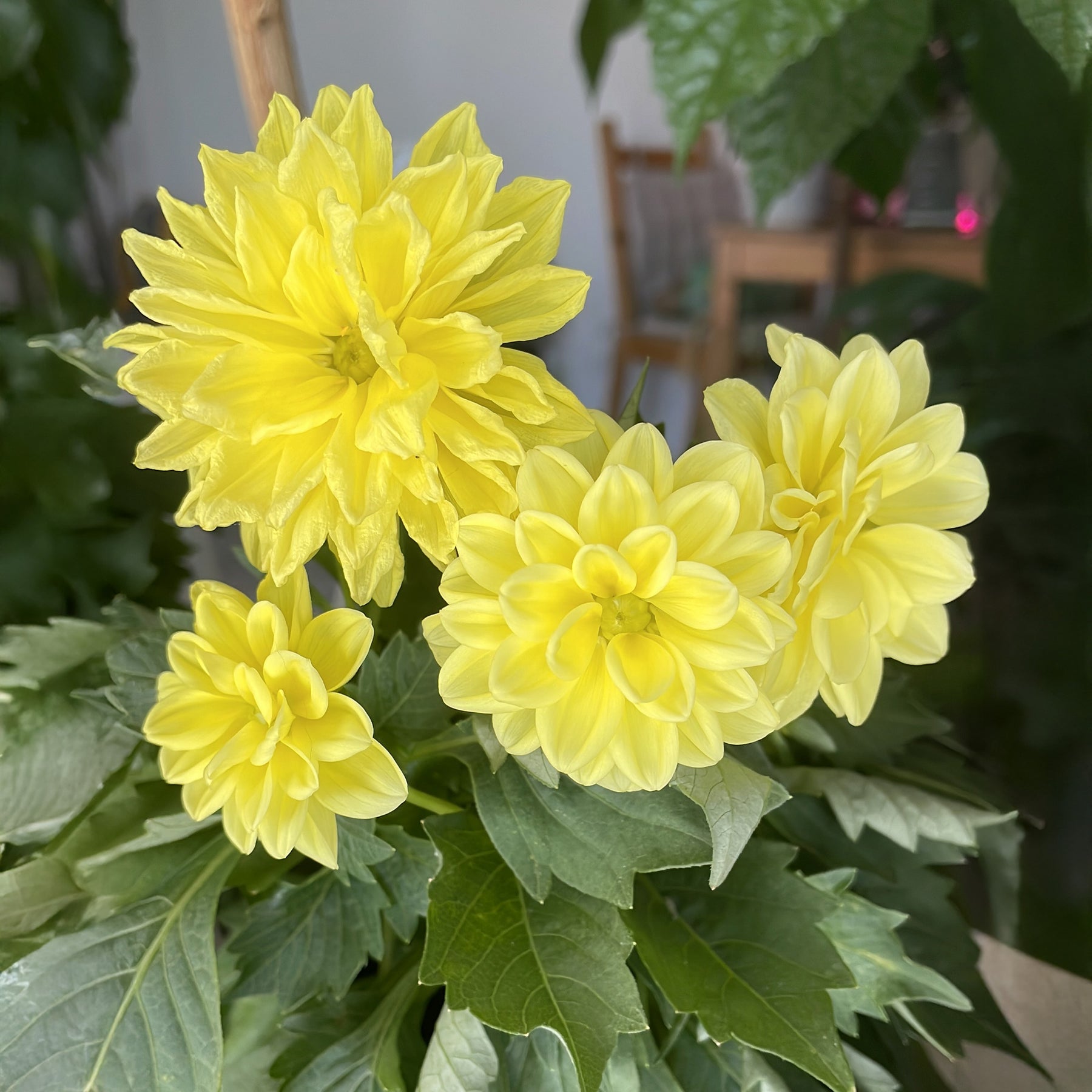 Gele Dahlia - Willemse
