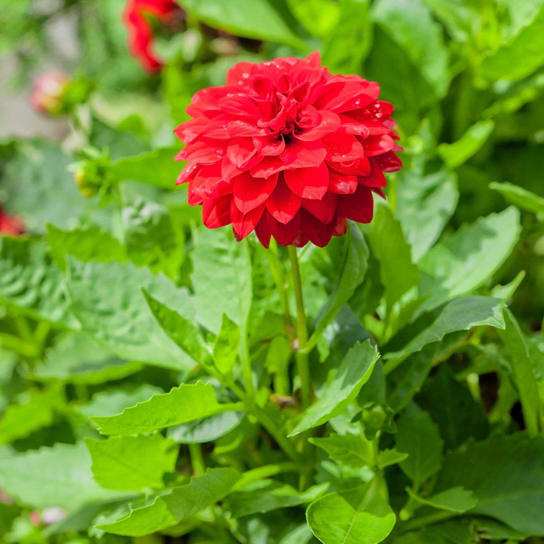 Rode Dahlia - Willemse