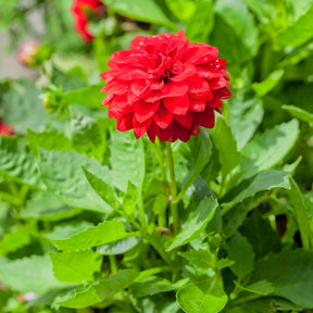 Rode Dahlia - Willemse