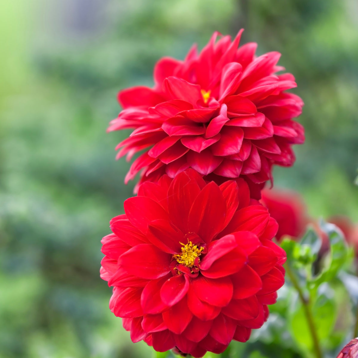 Rode Dahlia - Dahlia red - Willemse