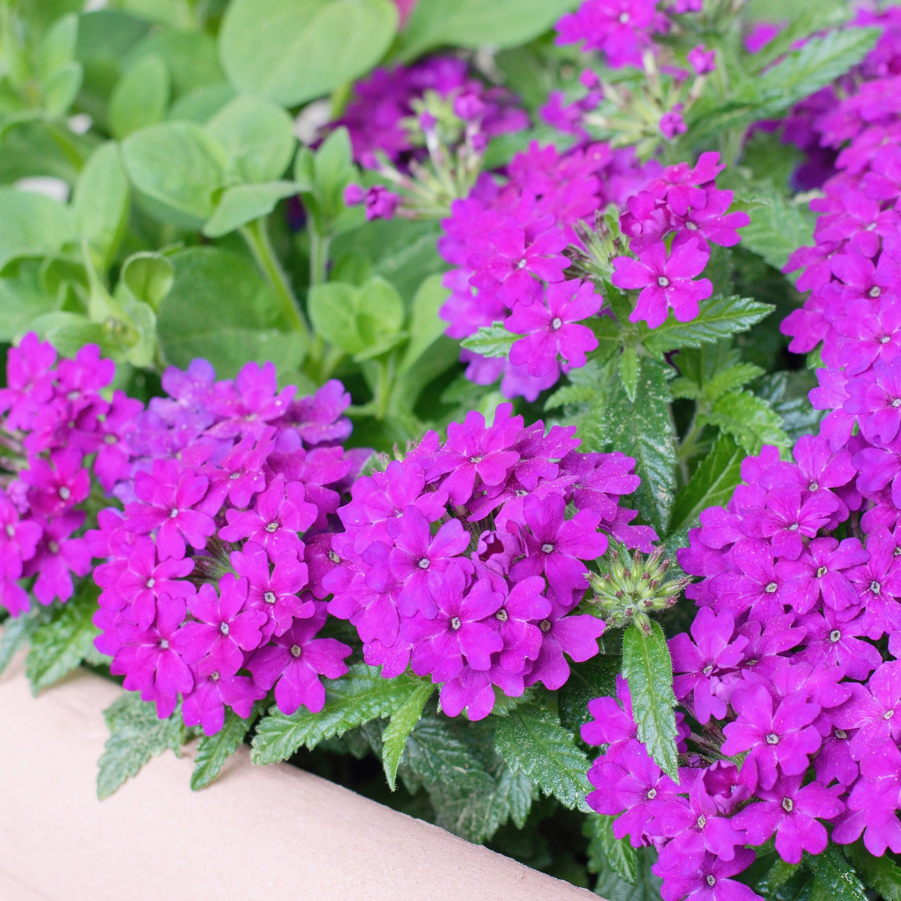 Paarse hangende verbena - Ijzerhard - Verbena pendula purple - Willemse