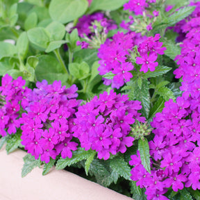 Paarse hangende verbena - Ijzerhard - Verbena pendula purple - Willemse