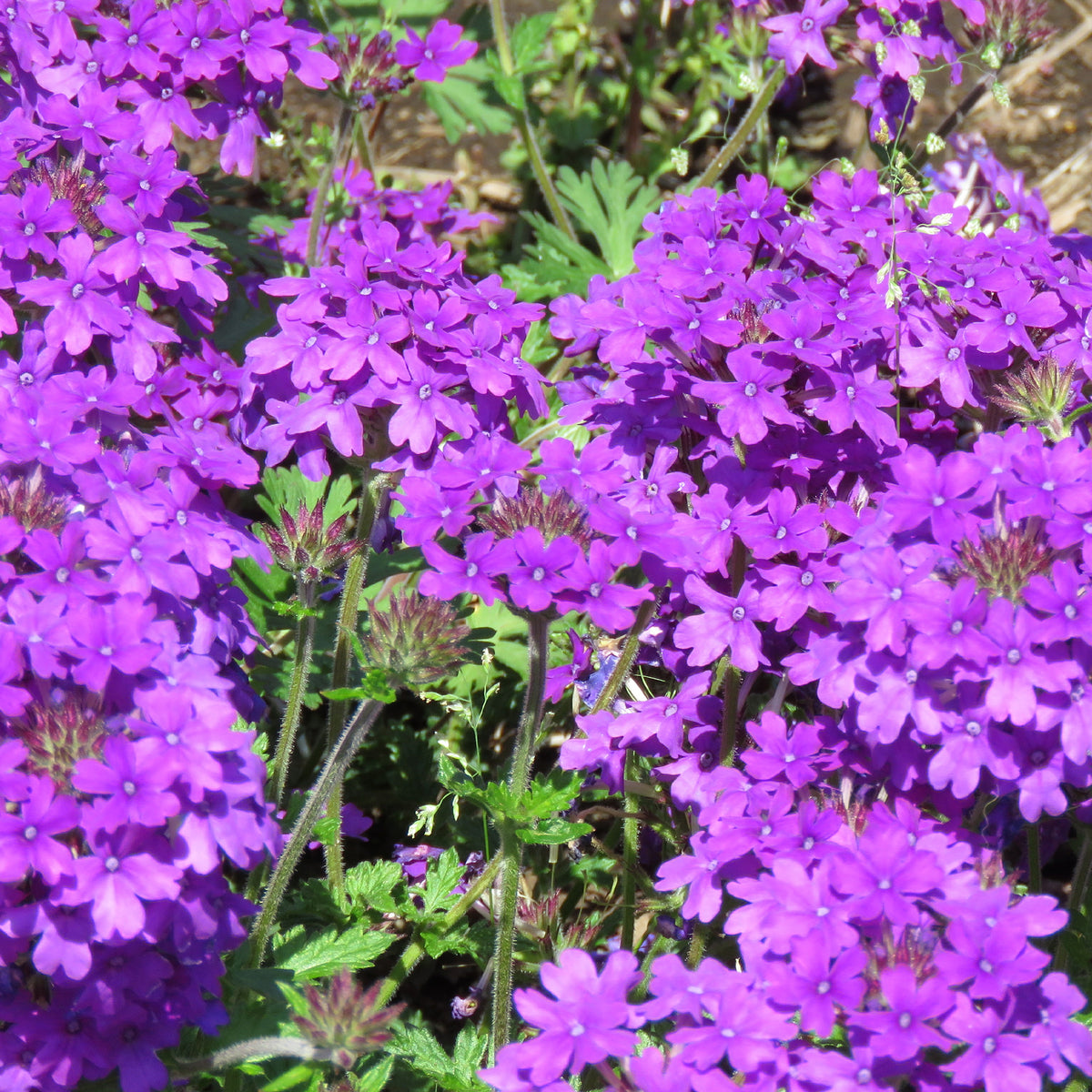 Paarse hangende verbena - Ijzerhard - Willemse