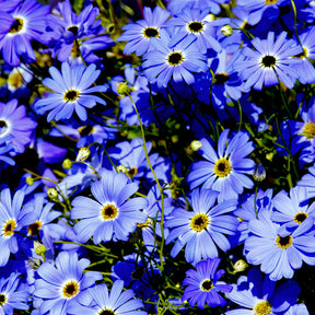 Brachycoma's - Brachyscome - Willemse