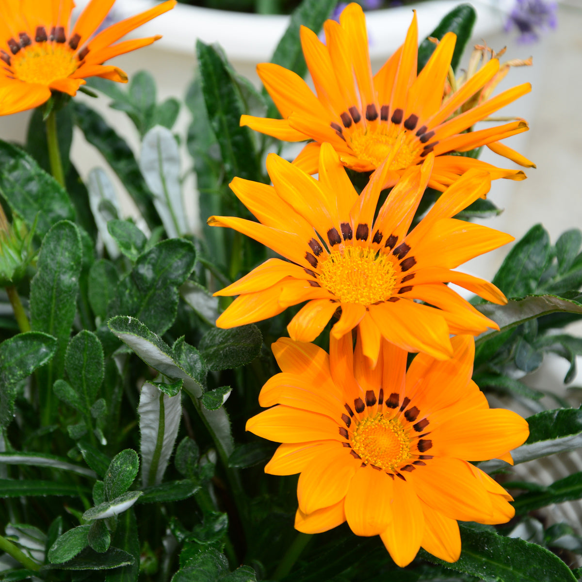 Oranje Middaggoud - Gazania orange - Willemse