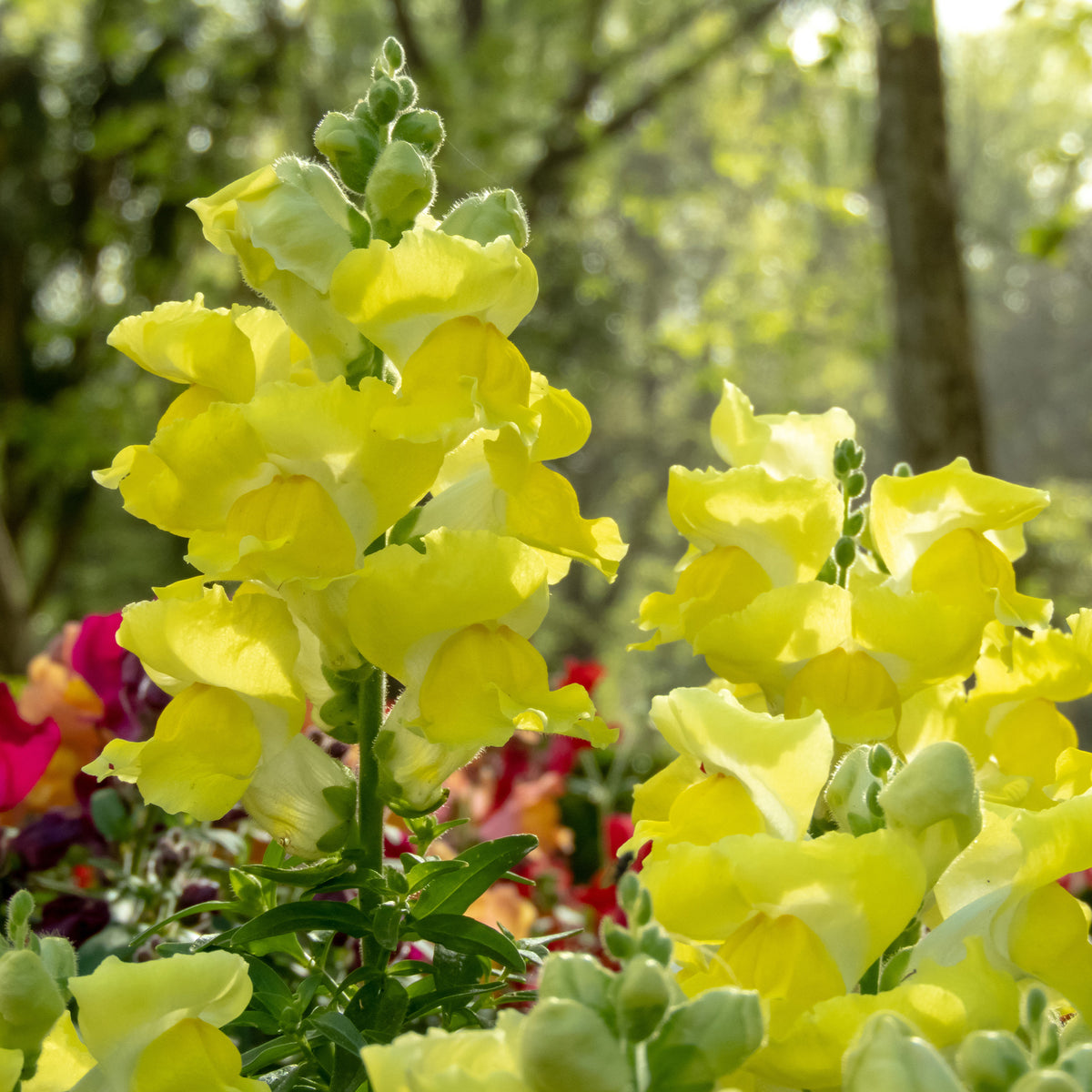 Gele Leeuwenbek - Muflier yellow - Willemse