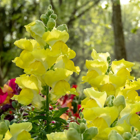 Gele Leeuwenbek - Muflier yellow - Willemse