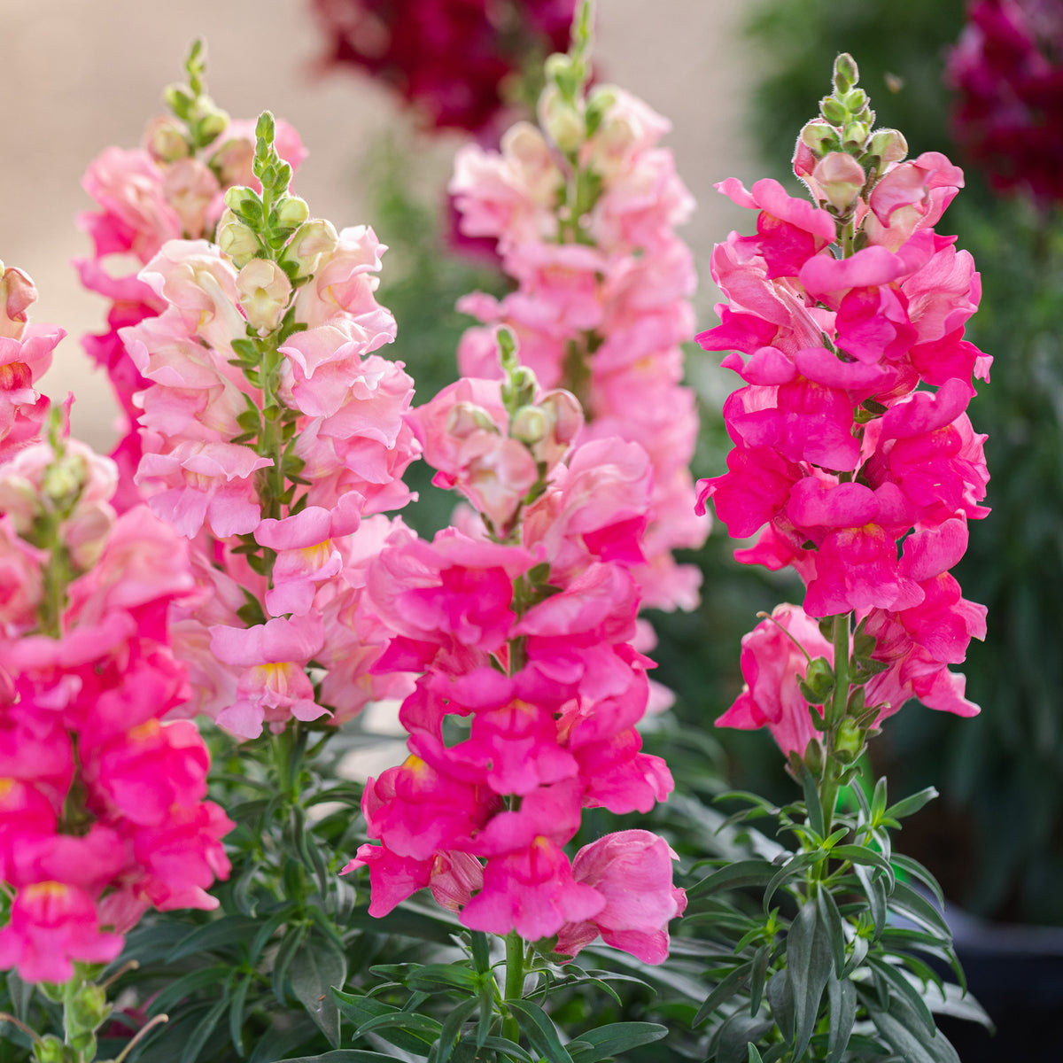 Roze Leeuwenbek - Muflier pink - Willemse
