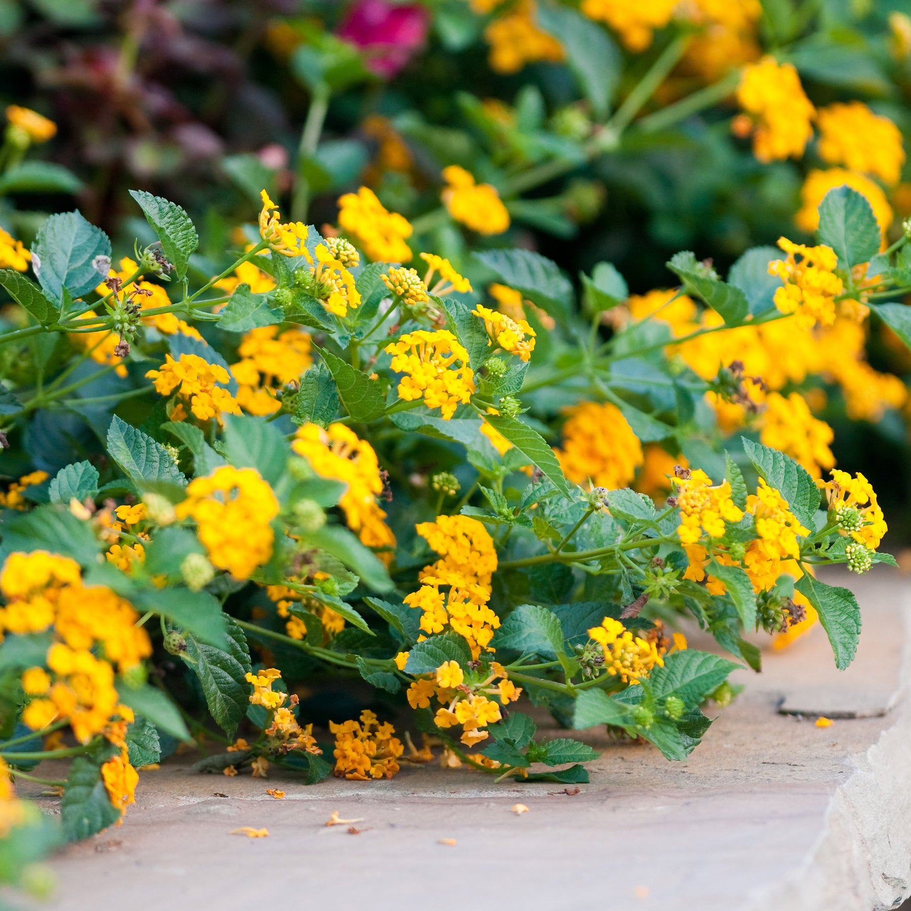 Gele Lantana - Wisselbloem - Willemse