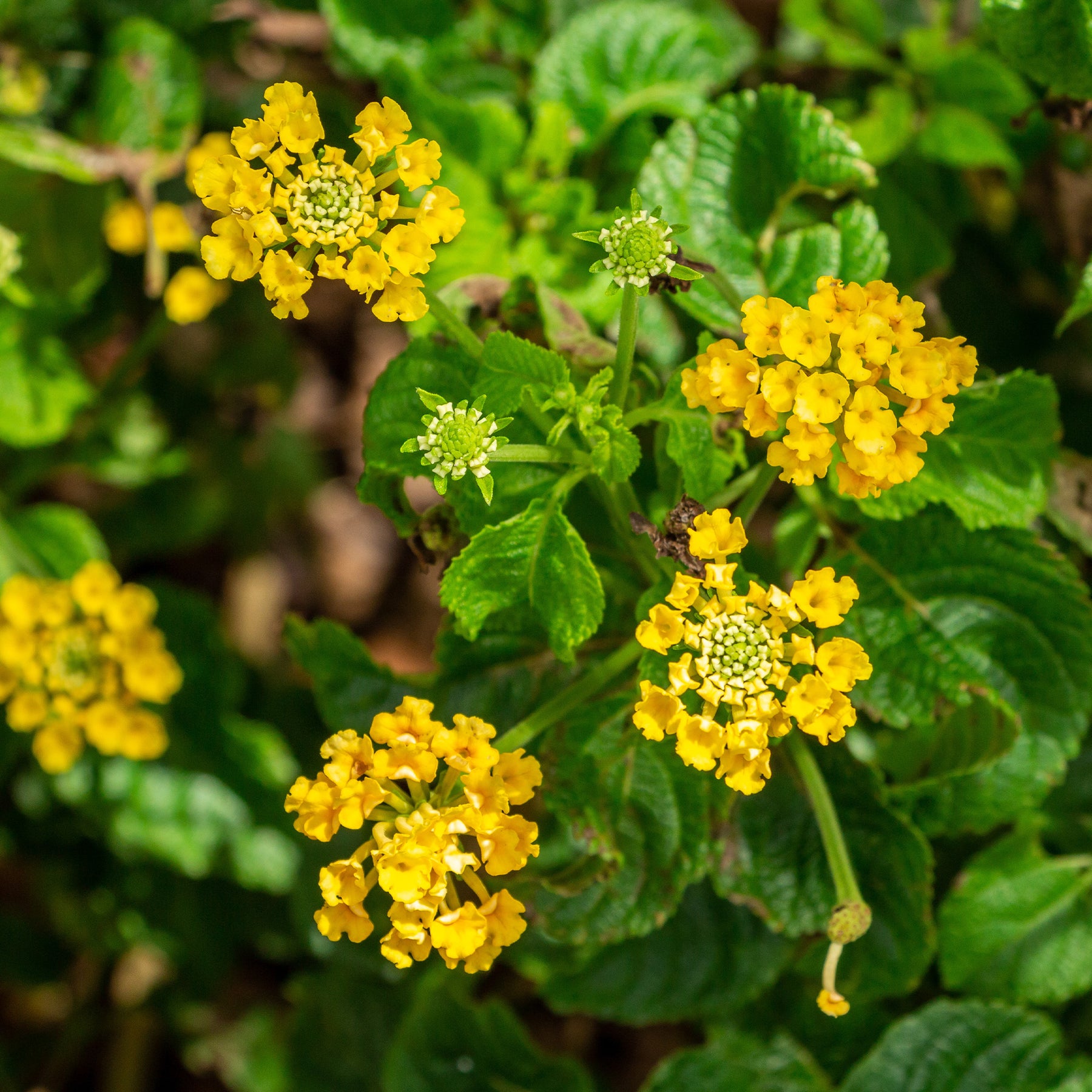 Gele Lantana - Wisselbloem - Lantana yellow - Willemse