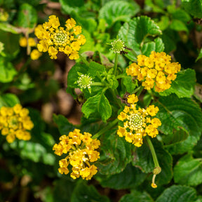 Gele Lantana - Wisselbloem - Lantana yellow - Willemse