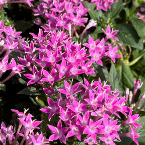 Roze  Pentas - Egyptische sterbloem - Pentas rose - Willemse