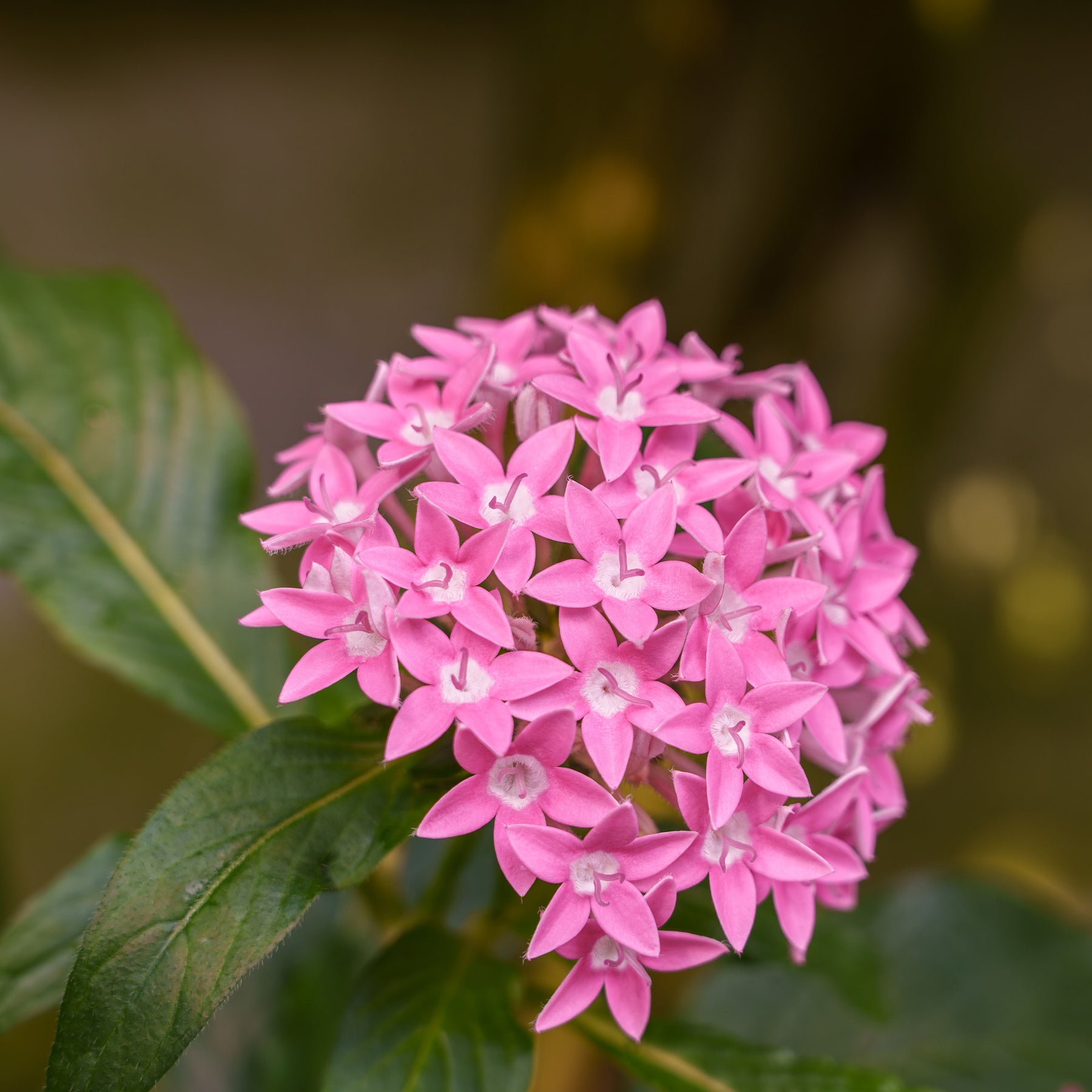 Roze  Pentas - Egyptische sterbloem - Willemse